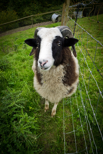 sheep in field near fence photo